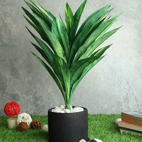 plant3