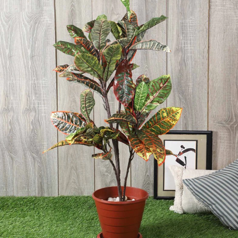 plant4