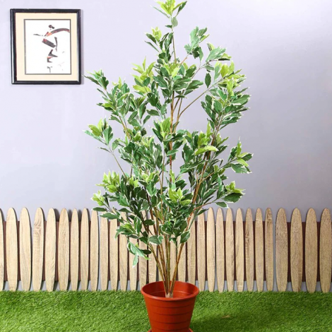 plant5