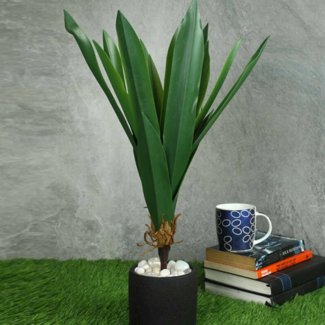 plant6