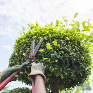 1. Trimming & Pruning