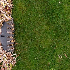 Pile of fall leaves with rake on lawn.