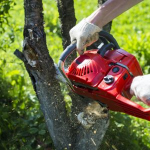 A man with a chainsaw is sawing a tree on a plot (cherry)